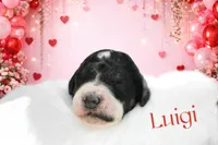 Luigi, a male Poodle - Standard  for sale in Marion, VA – Photo 2 of 5