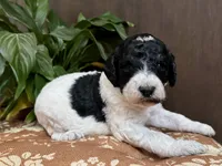 Luigi, a male Poodle - Standard  for sale in Marion, VA – Photo 5 of 5