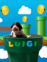 Luigi, a male Poodle - Standard  for sale in Marion, VA – Photo 3 of 5