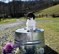 Luigi, a male Poodle - Standard  for sale in Marion, VA – Photo 2 of 10