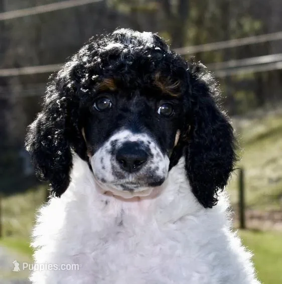 Luigi – Poodle - Standard  puppy for sale in Marion, VA