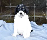 Luigi, a male Poodle - Standard  for sale in Marion, VA – Photo 1 of 5
