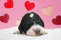 King Boo, a male Poodle - Standard  for sale in Marion, VA – Photo 3 of 7