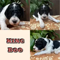 King Boo, a male Poodle - Standard  for sale in Marion, VA – Photo 5 of 7