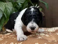 King Boo, a male Poodle - Standard  for sale in Marion, VA – Photo 6 of 7