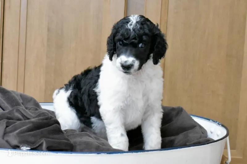 King Boo – Poodle - Standard  puppy for sale in Marion, VA