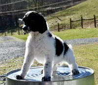 King Boo, a male Poodle - Standard  for sale in Marion, VA – Photo 2 of 9