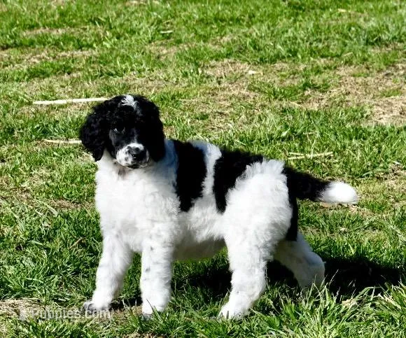 King Boo – Poodle - Standard  puppy for sale in Marion, VA