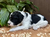 King Boo, a male Poodle - Standard  for sale in Marion, VA – Photo 7 of 7