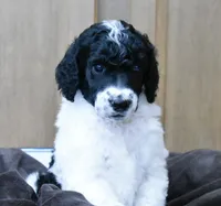 King Boo, a male Poodle - Standard  for sale in Marion, VA – Photo 3 of 9