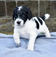 King Boo, a male Poodle - Standard  for sale in Marion, VA – Photo 2 of 7