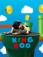 King Boo, a male Poodle - Standard  for sale in Marion, VA – Photo 4 of 7