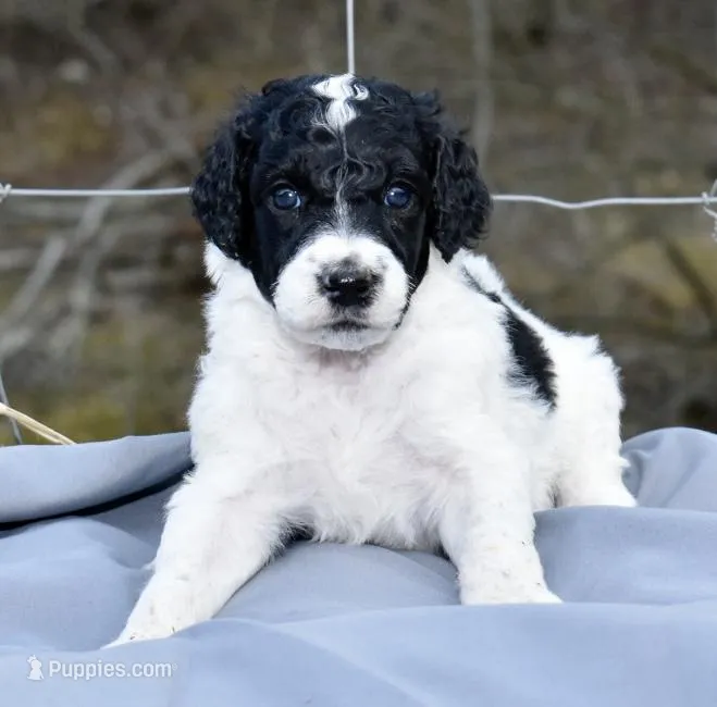 King Boo, a male Poodle - Standard  for sale in Marion, VA – Photo 1 of 7