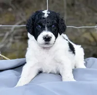 King Boo, a male Poodle - Standard  for sale in Marion, VA – Photo 1 of 7