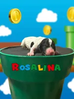 Rosalina , a female Poodle - Standard  for sale in Marion, VA – Photo 5 of 8