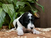 Rosalina , a female Poodle - Standard  for sale in Marion, VA – Photo 7 of 8