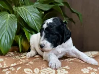 Rosalina , a female Poodle - Standard  for sale in Marion, VA – Photo 8 of 8