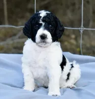 Rosalina , a female Poodle - Standard  for sale in Marion, VA – Photo 1 of 8
