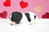 Rosalina , a female Poodle - Standard  for sale in Marion, VA – Photo 3 of 8