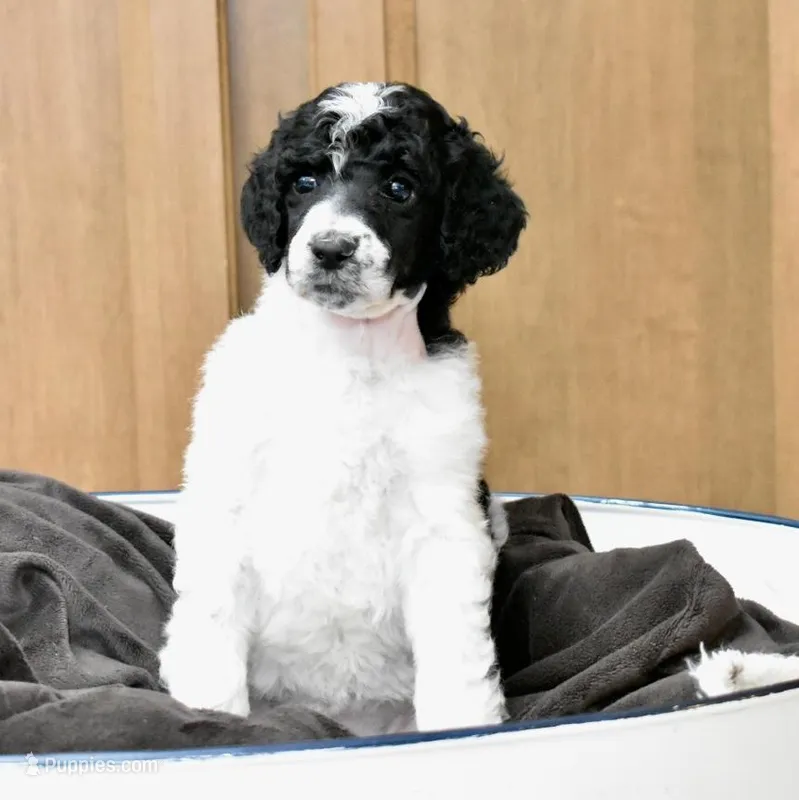 Rosalina  – Poodle - Standard  puppy for sale in Marion, VA