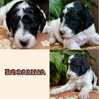 Rosalina , a female Poodle - Standard  for sale in Marion, VA – Photo 6 of 8