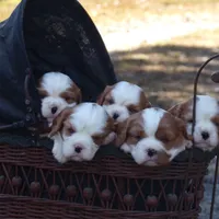 processed/ffc49cff-b0dc-4352-8769-1a1bbeaa4bdb/facility/7f4267db-5341-4440-9b04-054d5238fc0d