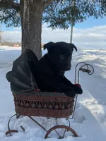 Becca, a female German Shepherd Dog and Labrador Retriever for sale in Columbiana, OH – Photo 6 of 8