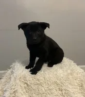 Becca, a female German Shepherd Dog and Labrador Retriever for sale in Columbiana, OH – Photo 7 of 8