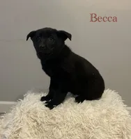 Becca, a female German Shepherd Dog and Labrador Retriever for sale in Columbiana, OH – Photo 8 of 8