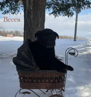 Becca, a female German Shepherd Dog and Labrador Retriever for sale in Columbiana, OH – Photo 3 of 8