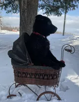 Becca, a female German Shepherd Dog and Labrador Retriever for sale in Columbiana, OH – Photo 2 of 8