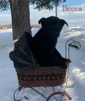 Becca, a female German Shepherd Dog and Labrador Retriever for sale in Columbiana, OH – Photo 1 of 8