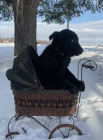 Becca, a female German Shepherd Dog and Labrador Retriever for sale in Columbiana, OH – Photo 5 of 8