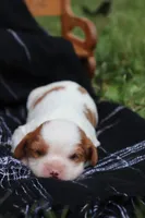 Kyra, a female Cavalier King Charles Spaniel for sale in Columbiana, OH – 2 of 4