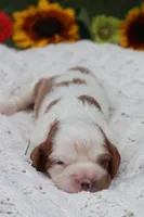 Jess, a female Cavalier King Charles Spaniel for sale in Leetonia, OH – 6 of 10