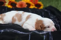 Jess, a female Cavalier King Charles Spaniel for sale in Leetonia, OH – 2 of 10