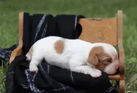 Kona , a female Cavalier King Charles Spaniel for sale in Columbiana, OH – 2 of 4
