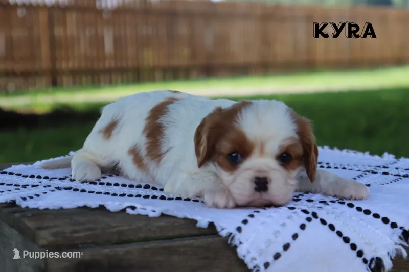 Kyra – Cavalier King Charles Spaniel puppy for sale in Columbiana, OH