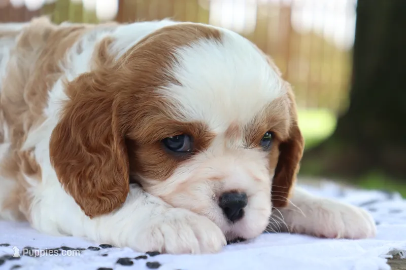 Jem – Cavalier King Charles Spaniel puppy on hold in Columbiana, OH
