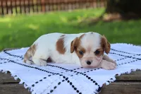 Kona , a female Cavalier King Charles Spaniel for sale in Leetonia, OH – 3 of 5