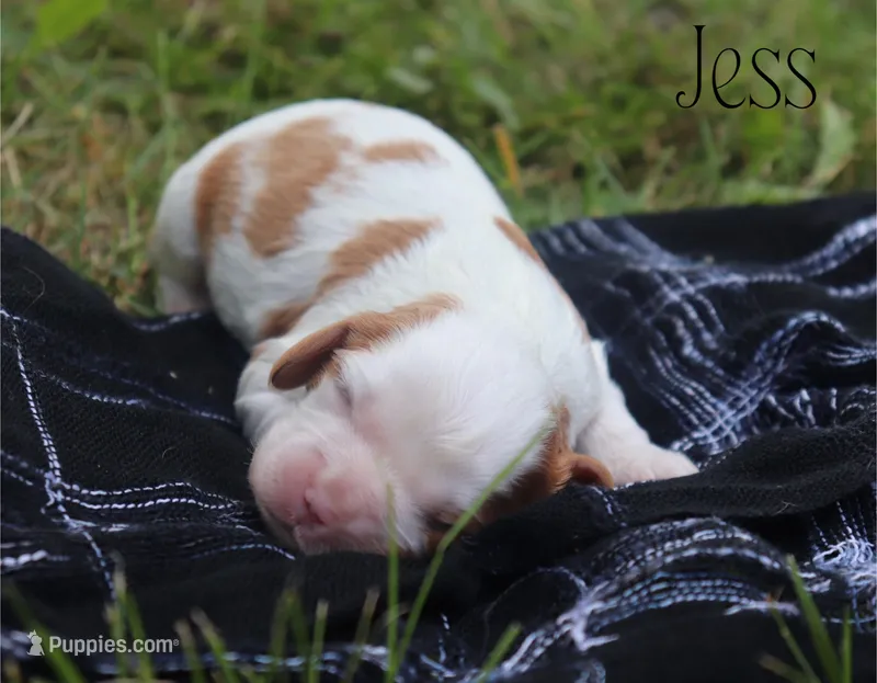 Jess – Cavalier King Charles Spaniel puppy for sale in Columbiana, OH