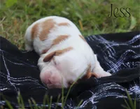 Jess, a female Cavalier King Charles Spaniel for sale in Columbiana, OH – 1 of 5