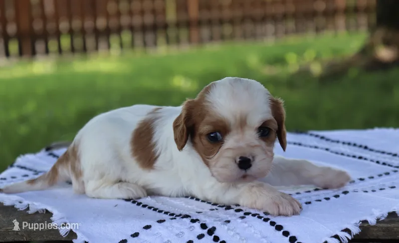 Kona  – Cavalier King Charles Spaniel puppy for sale in Columbiana, OH