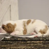 Ike , a male Cavalier King Charles Spaniel for sale in Columbiana, OH – Photo 2 of 8