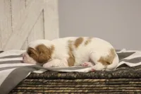 Ike , a male Cavalier King Charles Spaniel for sale in Columbiana, OH – Photo 2 of 8