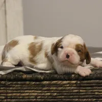 Ike , a male Cavalier King Charles Spaniel for sale in Columbiana, OH – Photo 3 of 8