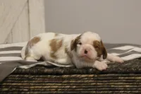 Ike , a male Cavalier King Charles Spaniel for sale in Columbiana, OH – Photo 3 of 8