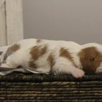 Ike , a male Cavalier King Charles Spaniel for sale in Columbiana, OH – Photo 6 of 8