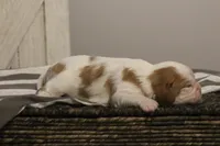 Ike , a male Cavalier King Charles Spaniel for sale in Columbiana, OH – Photo 6 of 8