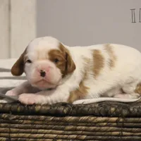 Ike , a male Cavalier King Charles Spaniel for sale in Columbiana, OH – Photo 1 of 8